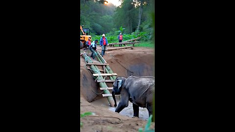 Heroic Rescue of a Trapped Baby Elephant in the Jungle Story