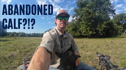 Was this calf abandoned?