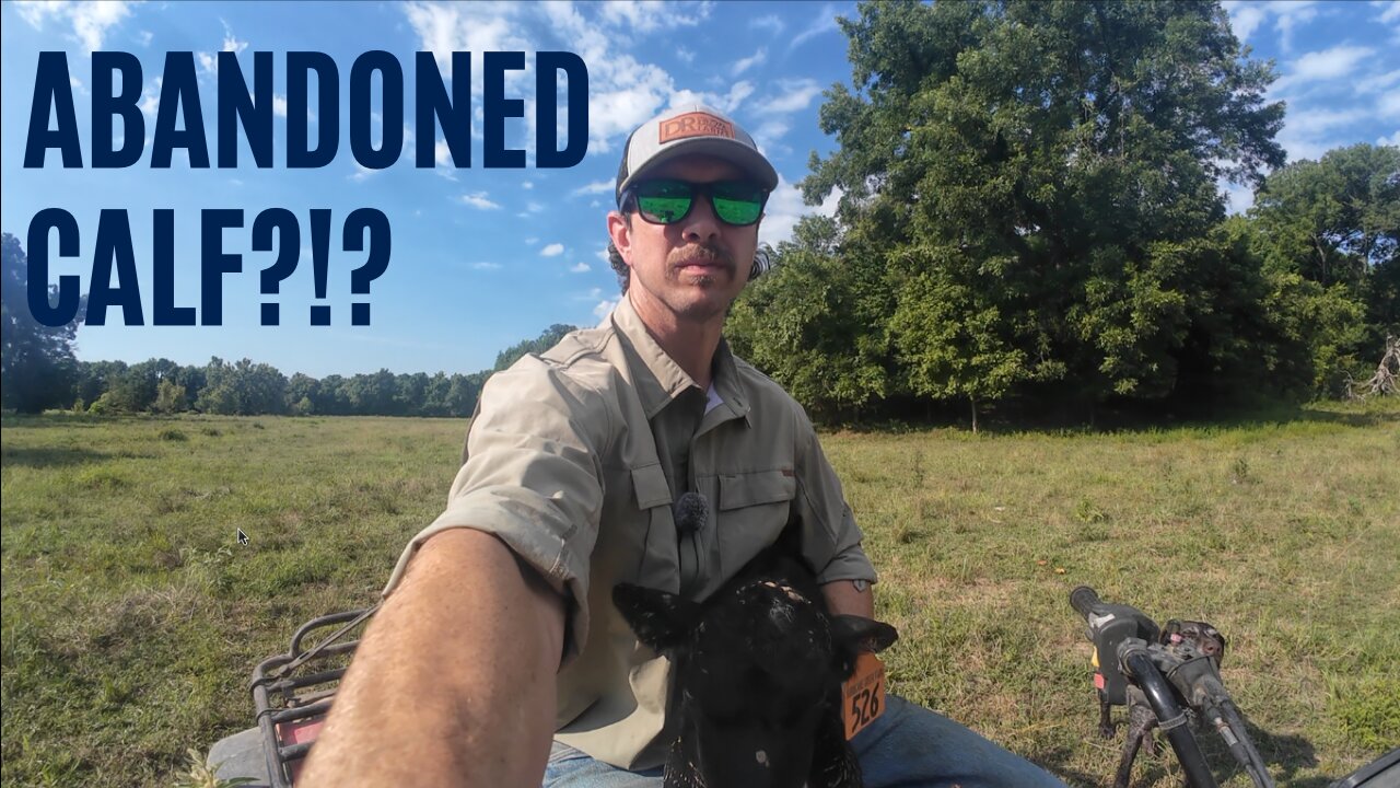 Was this calf abandoned?