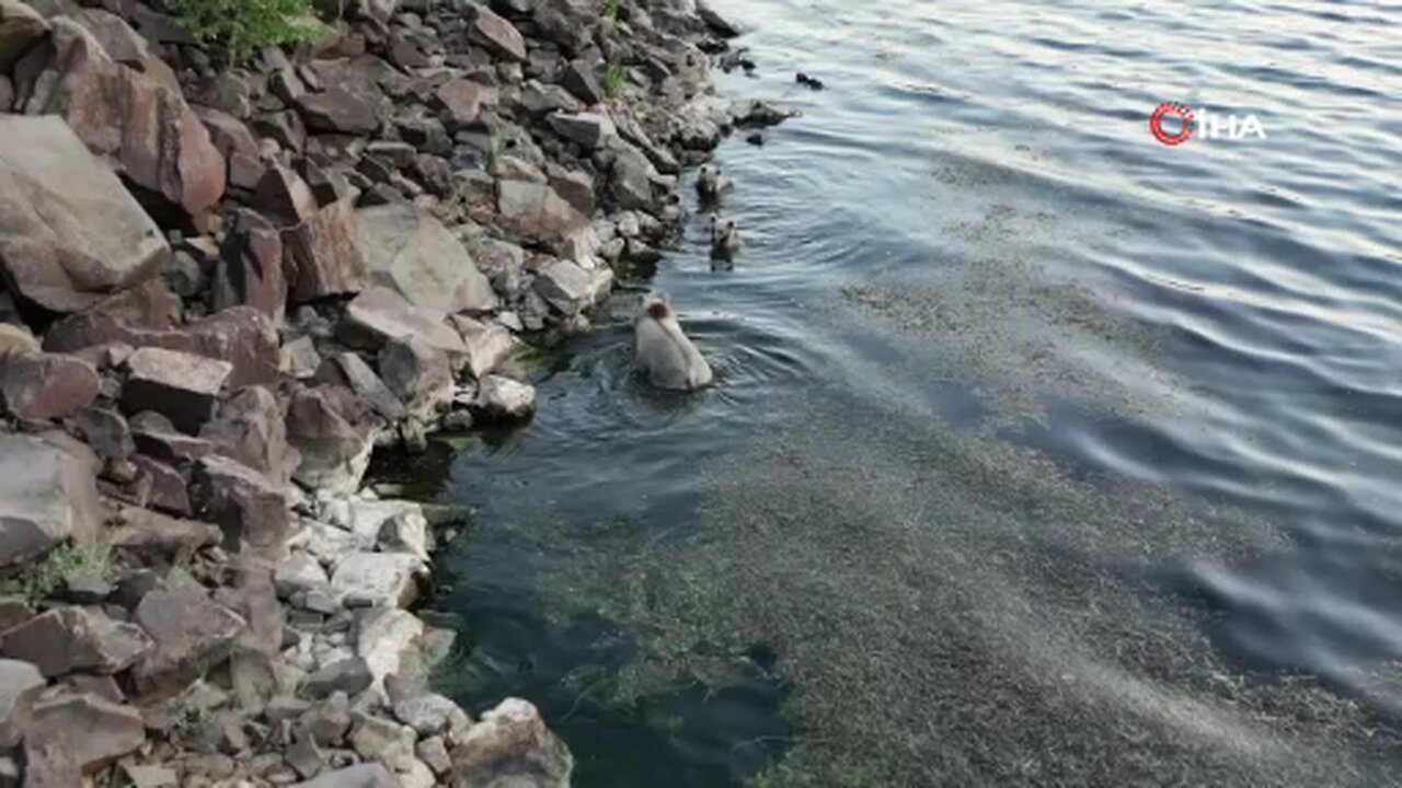 Sıcaktan bunalan ayılar kendilerini Nemrut'un serin sularına attı