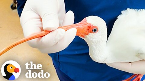 Entangled Bird’s Friend Wouldn’t Leave His Side Until Help Arrived | The Dodo