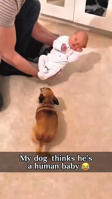 dog think he is actually baby