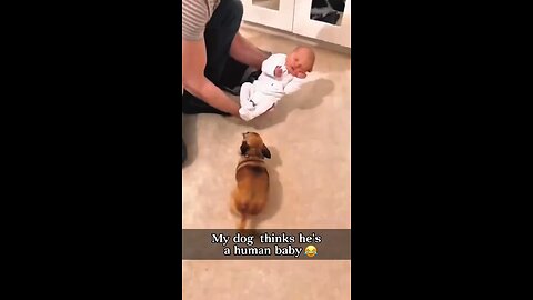 dog think he is actually baby