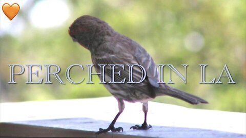 Birds and Relaxing Music