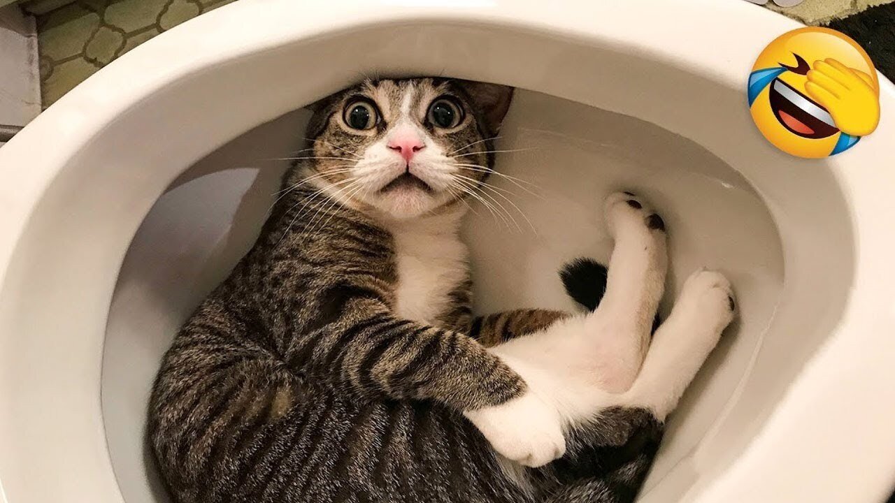 Funniest Cats and Dogs Clips 2025 😺🐶 Try to Not laugh Challenge 😂