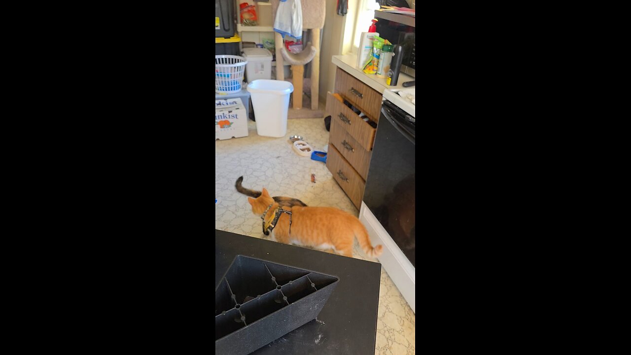 Part 2: Rosie defends Pineapple (Pineapple is not allowed on the counter and almost got full named!)