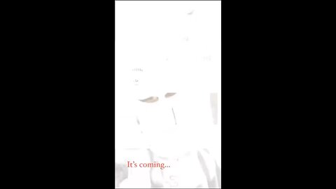 White Genocide/Kalergi Plan