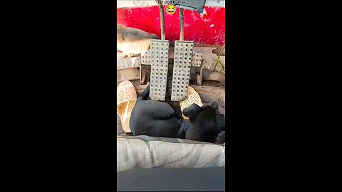 Buffalo Finding Mom