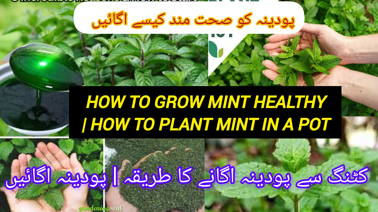 HOW TO GROW MINTS PLANTS ☘️ AMAZING GROWTH 💹