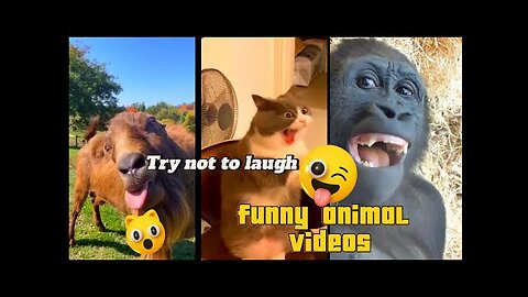 😂“Ultimate Funny Animals Compilation 2025 | Laugh Out Loud Moments!” Try not to laugh 😂✨