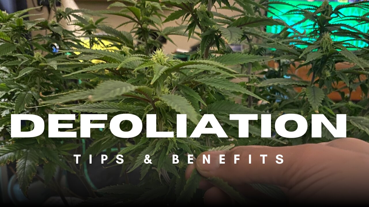 Defoliation: Tips & Benefits