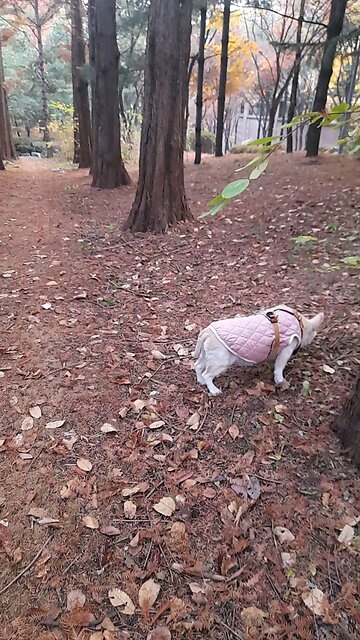 20251126. Jesus Christ.