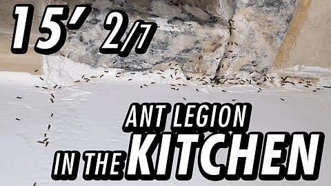 ASMR | Imagine if these tiny dudes could help doing meals | Ants mating - 15' 2/7