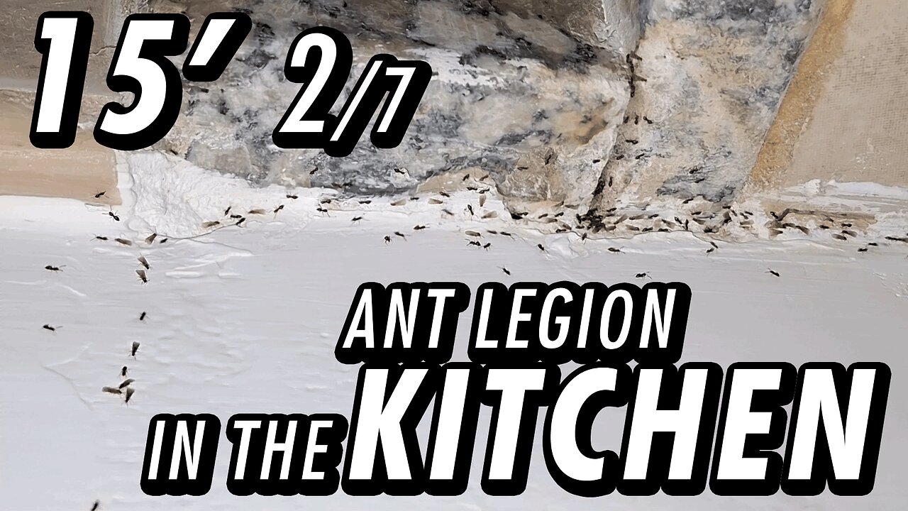ASMR | Imagine if these tiny dudes could help doing meals | Ants mating - 15' 2/7