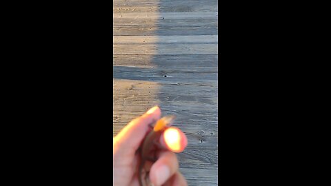 Another brown anole, not afraid of me