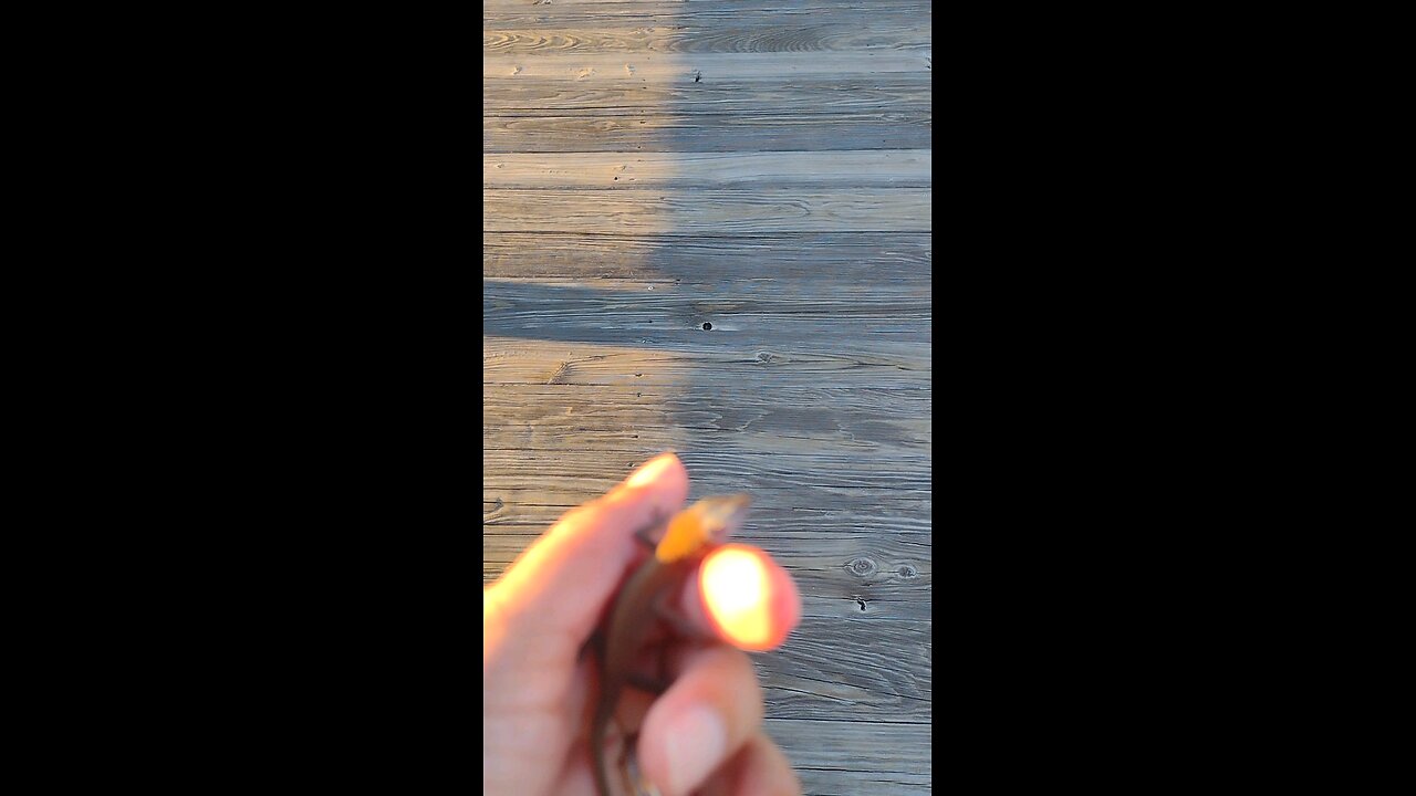 Another brown anole, not afraid of me