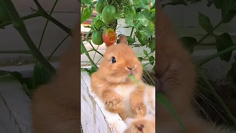 Rabbit, like you, I can beat ten people. Cute pet debut plan. Rabbit. Pastoral cute pet
