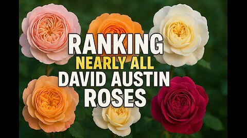 Ranking Nearly Every David Austin Rose | The Ultimate Austin Rose Guide