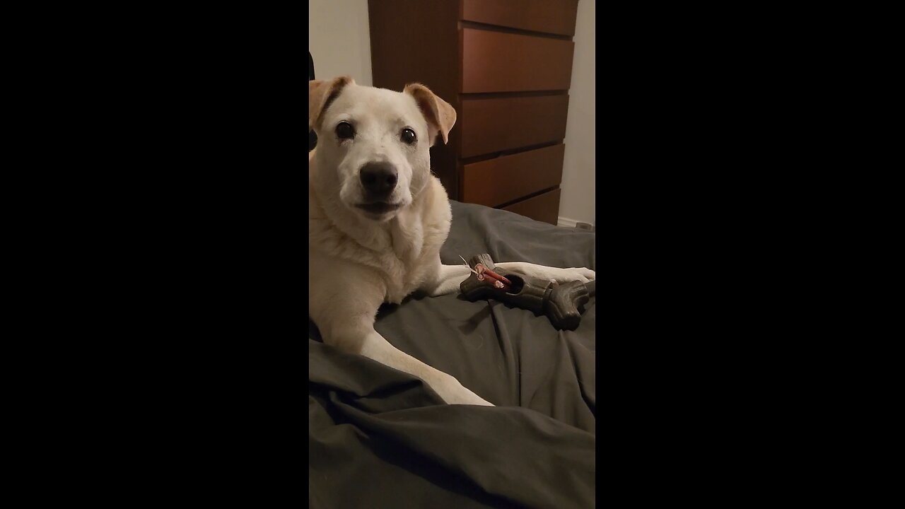 Stella mad that I put her bully stick in a holder. Take it out now!