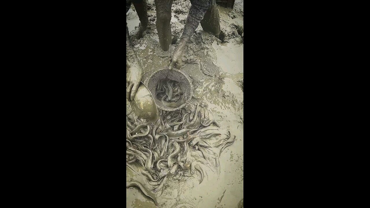 **"Catch & Cook: आज बनाया Fresh Fish Curry! 🐟 | Fishing to Eating"**