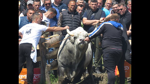 Korida kod Obitelj Komšo Bijelo Polje Kakanj 2025