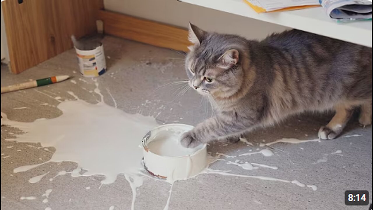 A Cat With Infinite Rizz | Funny Cat Compilation - FailArmy