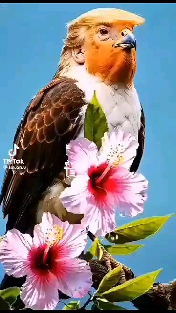 Rare bird found in America