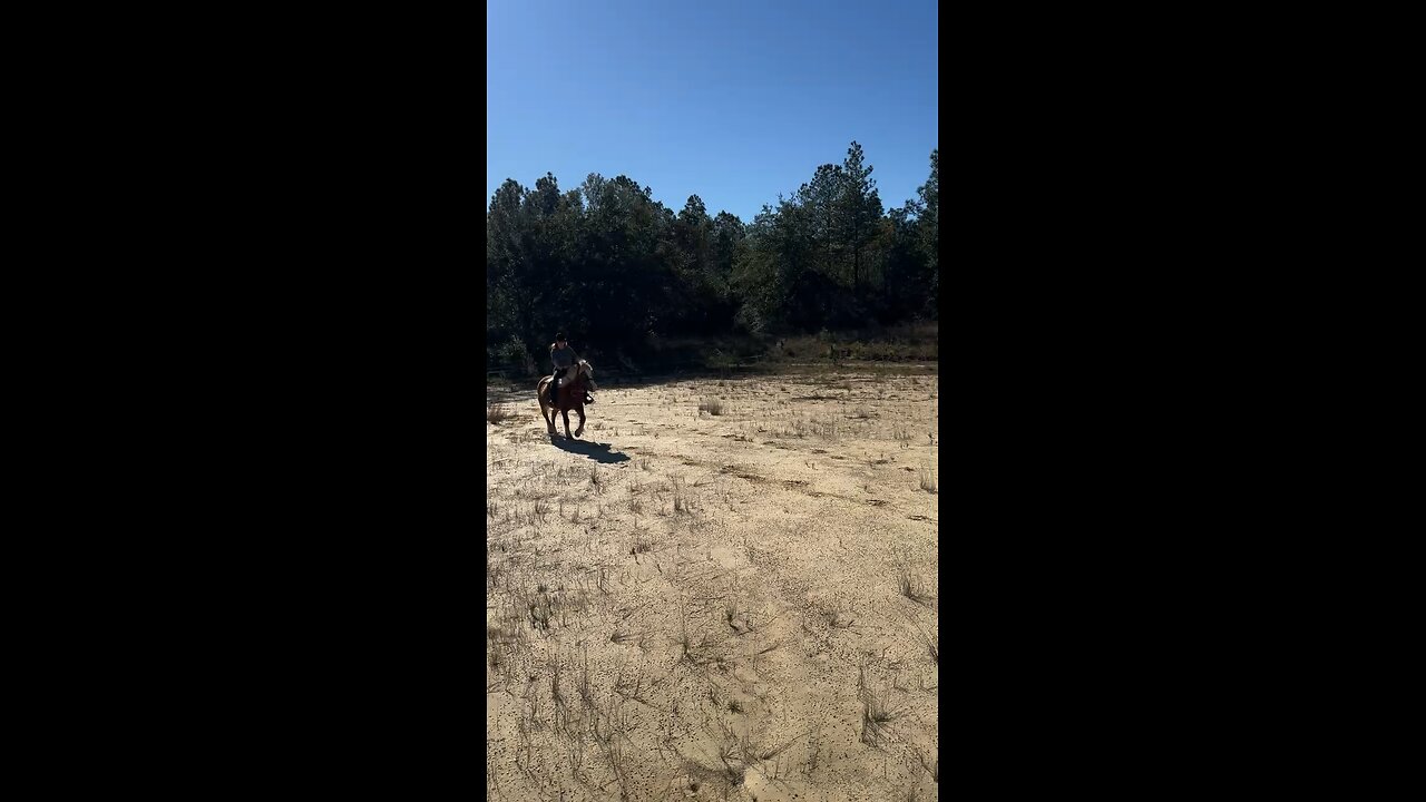 A Horse Trot