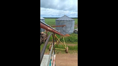 loading corn