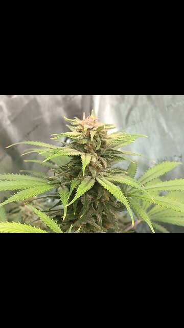 Wedding cheesecake week 16 day 3