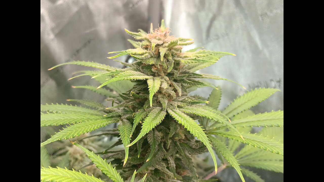 Wedding cheesecake week 16 day 3