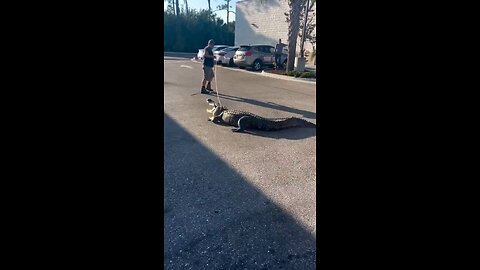 Florida officers caught a 10-foot alligator outside a 7-Eleven in Sarasota on
