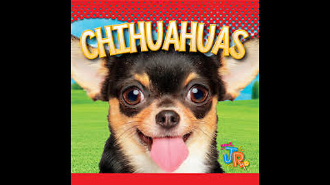 Chihuahuas_ Why This Tiny Dog is a Big Deal
