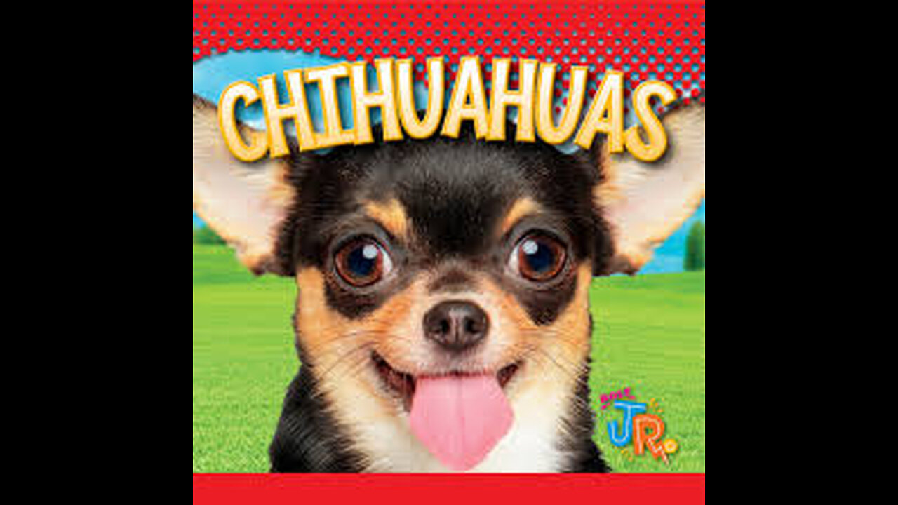 Chihuahuas_ Why This Tiny Dog is a Big Deal