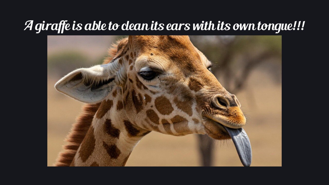 Fun Fact for Apr 9th 2025 Pt 2
