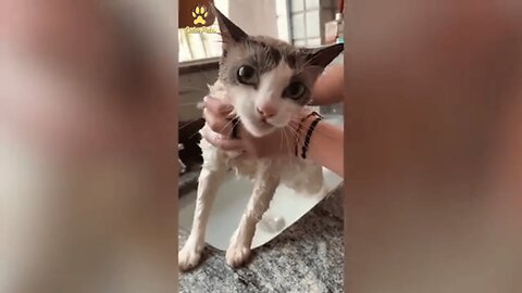 The Funniest Animal Fails of All Time