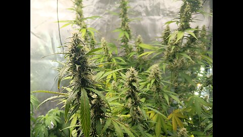 Gorilla Cookies auto week 8 day 5