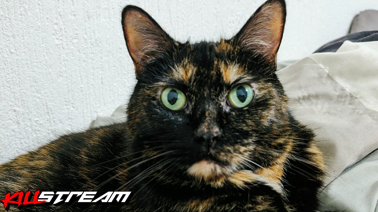 Cleo & The Killstream