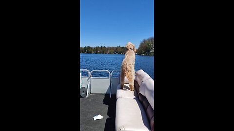Yoshi's might like this almost as much as Dad... #yoshidoodledandy #labradoodle #dog #pontoon