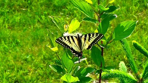 Swallowtail Butterfly