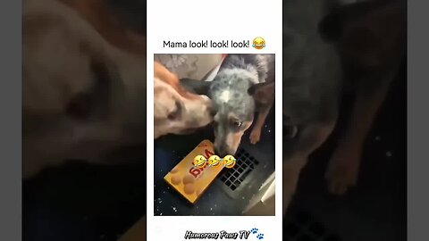 When Pets Steal the Show… Again!
