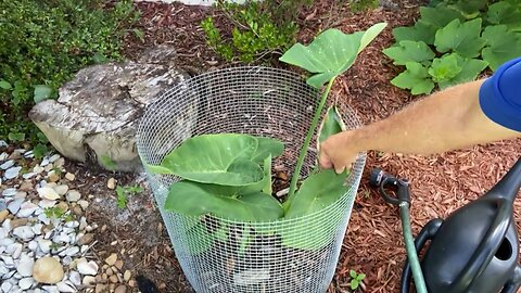 June harvest (Tomato and Squash) and summer crops