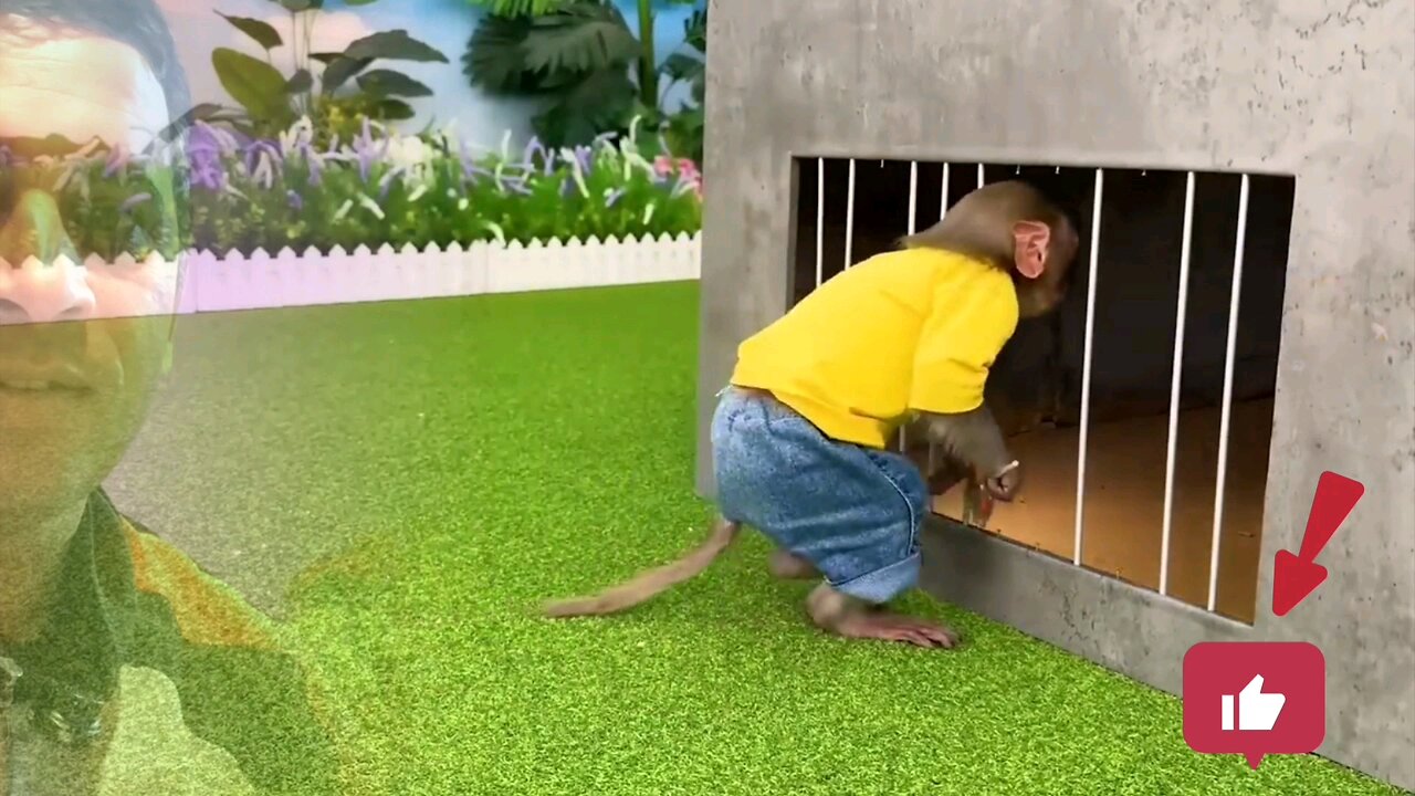 Bonmonkeykiki cute monkey vedio.!|| animalht viedio.