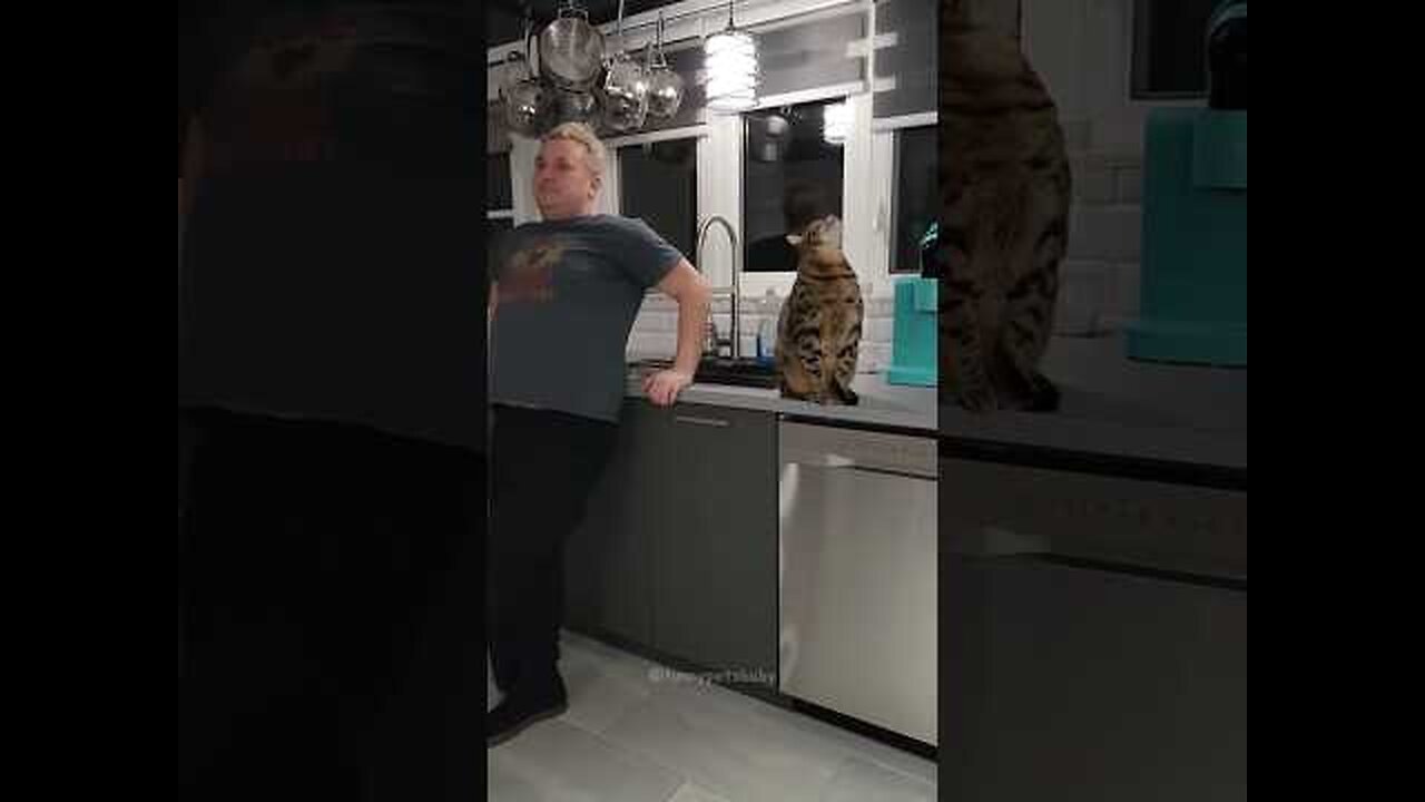 funny animals