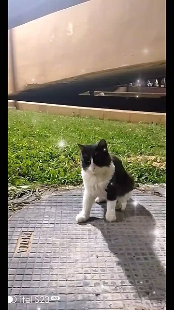 "When your heart belongs to cats and your life is filled with purrs, paws, and endless love 🐱 #Cat