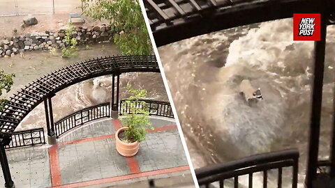 Raccoon leaps for life as floodwaters rise in Reno, NV