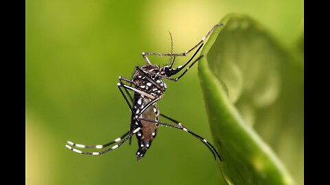 Mosquitos