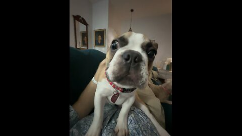 Nemo the frenchie