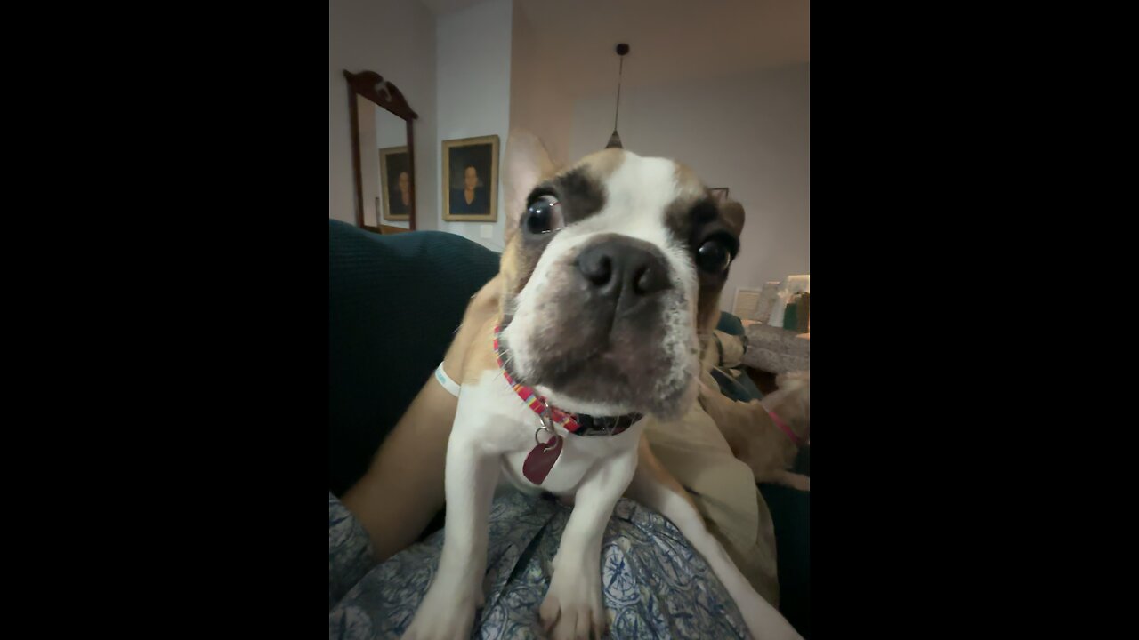 Nemo the frenchie