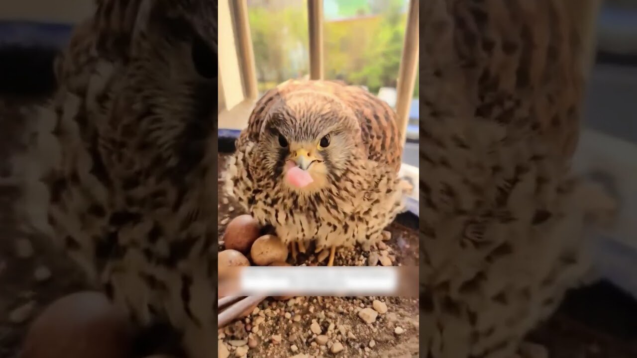 The girl went out on the balcony and was shocked to find out who she was